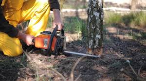 Best Tree Disease Treatment  in Teague, TX