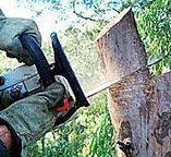 Best Tree Health Inspection  in Teague, TX