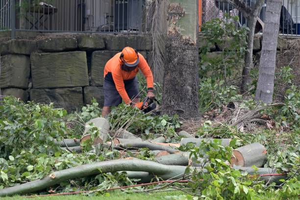 Best Emergency Tree Removal  in Teague, TX