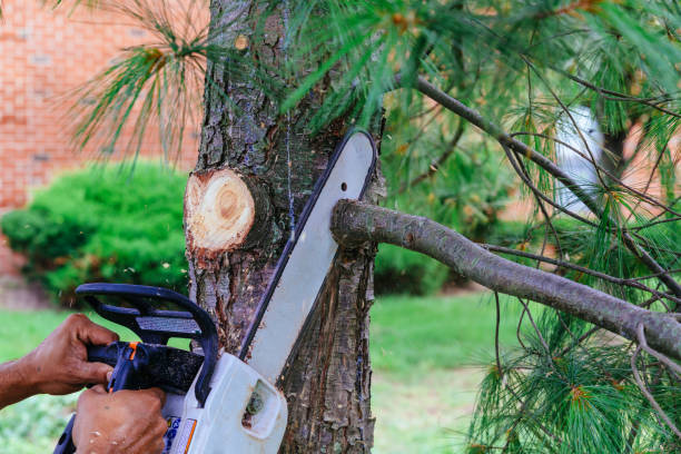 Reliable Teague, TX Tree Removal Solutions